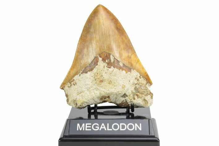 Serrated, Fossil Megalodon Tooth - Indonesia #226258
